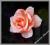 W303 Róża 12 szt RÓŻYCZKA główka 4 cm 6.peach