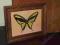 MOTYL nieznanego artysty