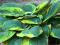 HOSTY FUNKIA HOSTA OGRODOWA FRANCESS WILLIAMS