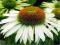 ECHINACEA JEŻÓWKA WHITE SWAN *OKAZJA* ŚLICZNA