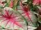 KALADIUM OGRODOWE - CALADIUM FLORIDA MOONLIGHT