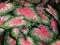 KALADIUM OGRODOWE - CALADIUM KATHLEEN