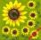 Serwetki do decoupage NR88- 2szt. słonecznik
