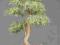 BONSAI drzewko -jałowiec CHIŃSKI - na PREZENT