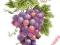 Kiść winogron