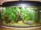 akwarium 60l z wyposażeniem