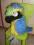 Pacynka maskotka papuga  Puppet Co  ok.45cm