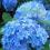 02 - Hydrangea Nikko Blue niebieska Hortensja