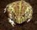 Pyxicephalus adspersus - afrykańska żaba byk