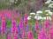 Krwawnica pospolita Lythrum - łąka kwiatami malowa