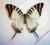 Motyl- Graphium antipates pompilius !!!