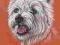 West Highland White Terrier, pies - portret