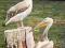 1044 Ptaki egzotyczne  Pelikan 4 /10