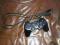 pad Sony PS3 kabel dualshock 3 sixaxis oryginal