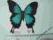 Papilio ulysses rare-Indonezja A1/A1-