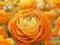 Jaskier Ranunculus Aviv Orange - 5 szt