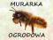 Murarka ogrodowa Pszczoła Osmia rufa wysyłka 0 zł!