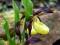 Obuwik  Cypripedium calceolus storczyk dorosły
