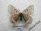 motyl Parnassius delphius ssp. MALE A1