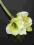 Kwiaty sztuczne Amarylis Cream Green