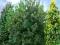 SOSNA CZARNA Pinus nigra promocja dwuletnia