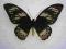 MOTYL ORNITHOPTERA PRIAMUS POSEIDON