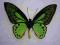 MOTYL ORNITHOPTERA PRIAMUS POSEIDON