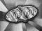 VooDoo Heavy Metal