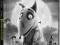 Frankenweenie dvd Tim Burton