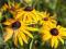 PŁAĆ WIOSNĄ Rudbekia błyskotliwa ROŚLINY W DONICY