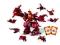 BATTLE BRAWLER Zestaw BAKUGAN Maxus Dragonoid 7IN1