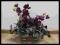 17 Storczyk fioletowy storczyki stroik kompozycja