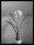 13 Amarylis biały sztuczne kwiaty kula