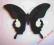 Motyl- Papilio iswara !!!