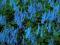 Kokorycz pogięta - niebieskie kwiaty