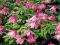 CLEMATIS - KLEMATIS MARKHAM'S PINK #SADZONKA#