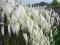 GLICYNIA CHIŃSKA - WISTERIA ALBA #SADZONKA#