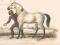 Rycina Koń wyścigowy Biały 1848 REPRINT WAWA