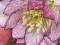Ciemiernik pełny Helleborus double pink