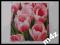 serwetka serwetki decoupage tulipan 2 szt za 1 zł