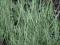 Rajgras variegata - kępkowa biała trawka