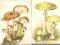 pocztówka OPIEŃKA MIODOWA + MUCHOMOR CYTRYNOWY