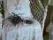 Poszewka dekoracyjna, styl shabby chic, DAMA
