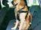 TRIXIE szelki samochodowe  L (TX-1292)