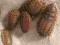 żywy KARACZAN argentyński 0,5-1,5cmpawiookie100szt