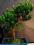 drzewko bonsai - podocarpus, prezent