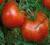 Pomidor ~~ Marglobe ~~ nadzwyczaj plenny