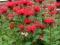 Monarda Pysznogłówka szkarłatna ROŚLINY DONICZKACH