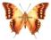 Motyl - Charaxes candiope, samiec