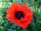 Mak wschodni- Papaver 'Beauty of Liver'-ROŚLINY